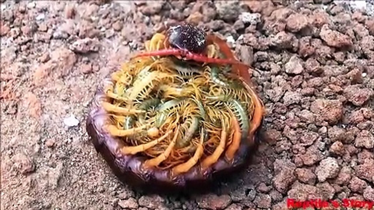 Cette maman Mille-pattes et ses centaines de bébés font froid dans le dos