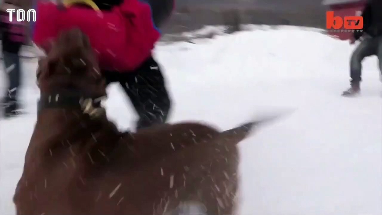 Découvrez Hulk, le plus gros Pitbull du monde qui pèse 80 kilos