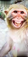 monkey_video_#shorts_#trending_