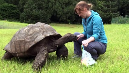 Riesenschildkröte feiert 190. Geburtstag