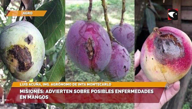 Misiones Advierten sobre posibles enfermedades en mangos.