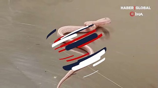 Ülkeye kaçak yollarla getirilen 'Mısır yılanı' koruma altına alındı