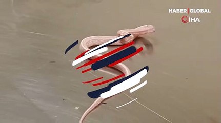 Ülkeye kaçak yollarla getirilen 'Mısır yılanı' koruma altına alındı