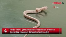 Kaçak yollarla getirilen 'mısır yılanı' koruma altına alındı