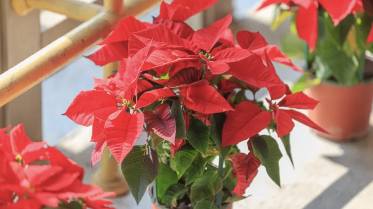 18 Christmas Flowers and Plants Perfect for Decorating and Gifting