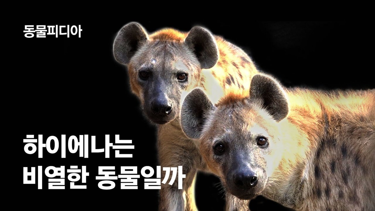 하이에나 무리의 왕이 되려면 '암컷'으로 태어나야 [동물피디아]