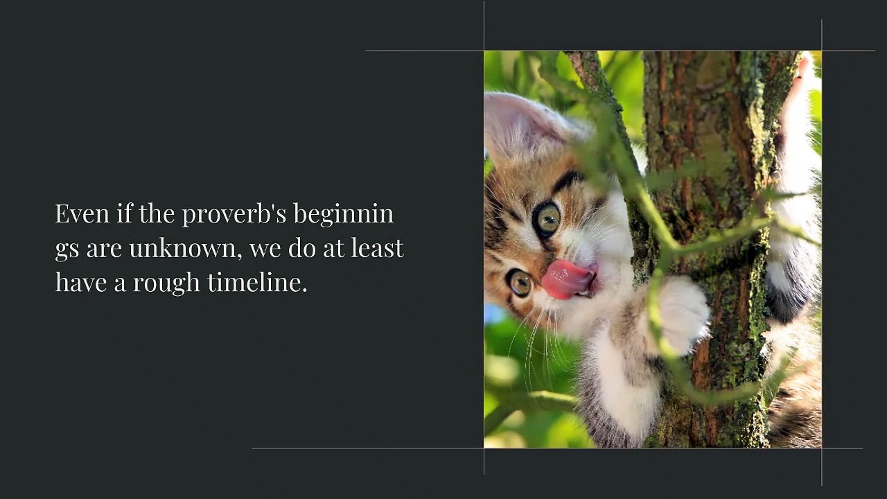 About Cats