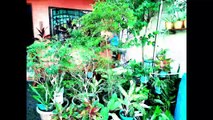 D.I.Y Mini Garden In My Garage Nancy Castillo Vlog