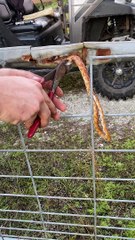 Rescuing a Snake Stuck in a Fence
