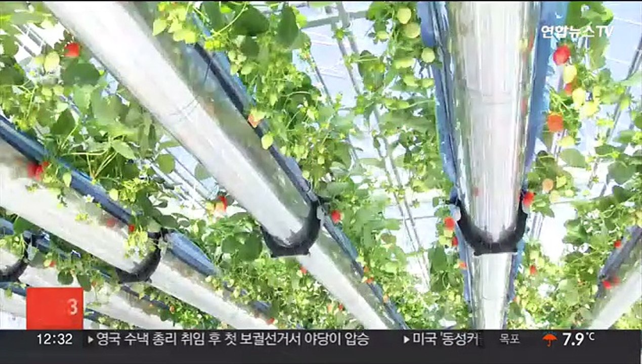이상 기후에도 튼튼·생산량 3배…경북 딸기 재배 농법 눈길
