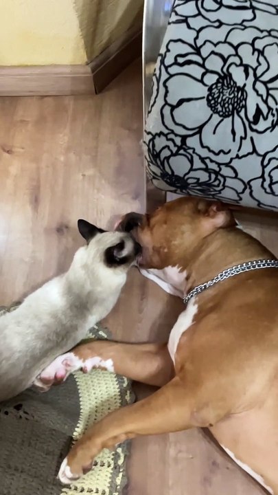 Cat Suckles from Very Relaxed Dog