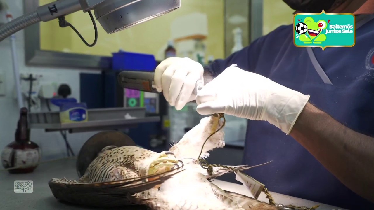 Crónicas de Qatar: ¿Cómo son los quirófanos en un Hospital de halcones?  - 021222