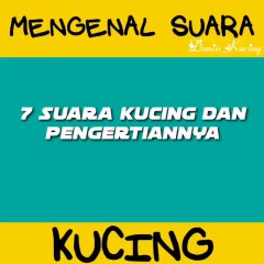 7 Macam-macan suara kucing dan artinya