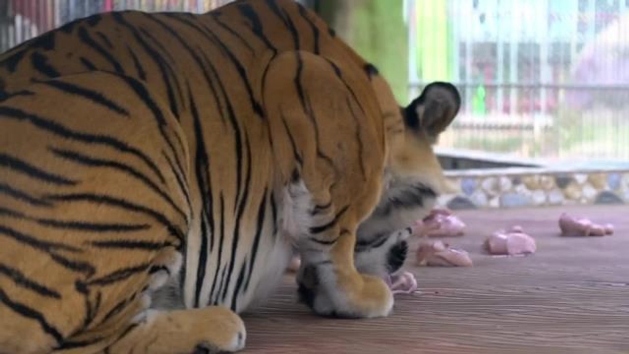 Nadir Görülen 4 Beyaz Kaplan Yavrusu Bangladeşlilerin Gözdesi Oldu