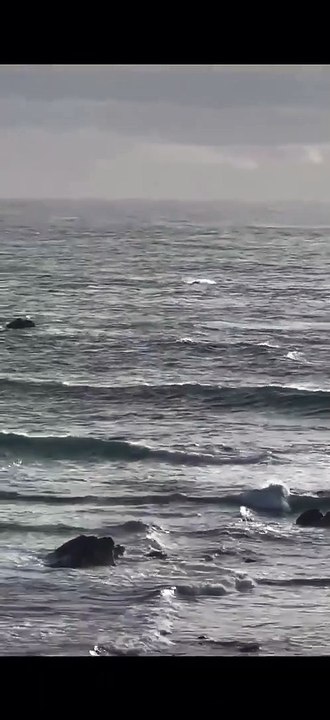 Humpback whale seen off the Lizard Peninsula on 29th November 2022, credit Kaci Clayton & Polpeor Cafe