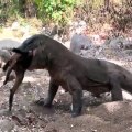 Komodo Dragons Have Swallowed 1 Goat but are still trying to find more