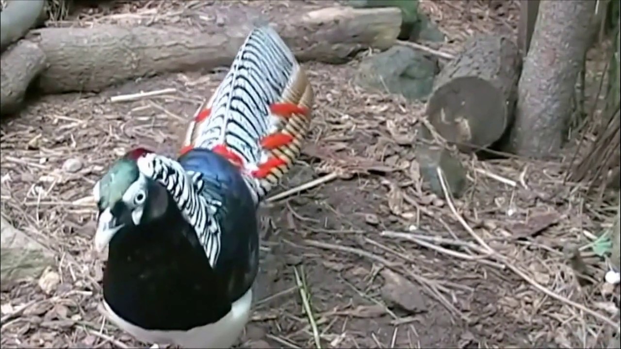 #02. Golden Pheasants and Wading Birds