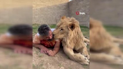 Sevip okşadığı aslanlarla minik bir kedi gibi oynadı