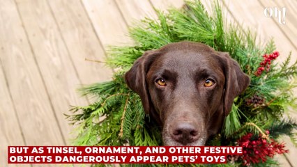 These Christmas decorations are dangerous for your pet