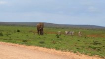 Addo Elephant park SA  |  Elephants, Lions, Buffalos and many more  - Safari drive
