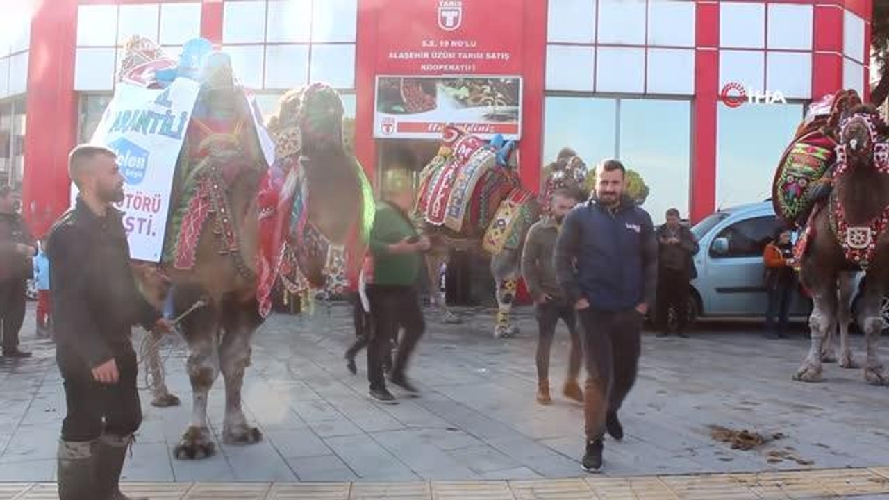 Bozdoğanlı Yakamoz 'En güzel deve' seçildi