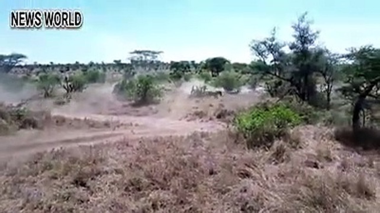 singa raja hutan