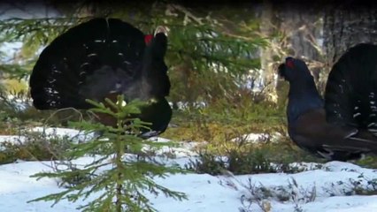 Wilde Arktis Staffel 1 Folge 2 HD Deutsch