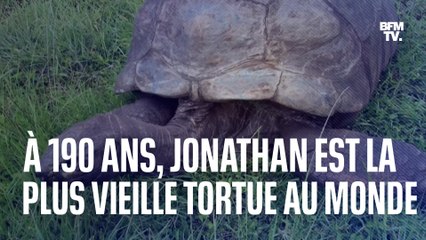 La plus vieille tortue au monde fête ses 190 ans