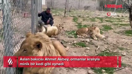 Ormanlar kralıyla minik bir kedi gibi oynadı