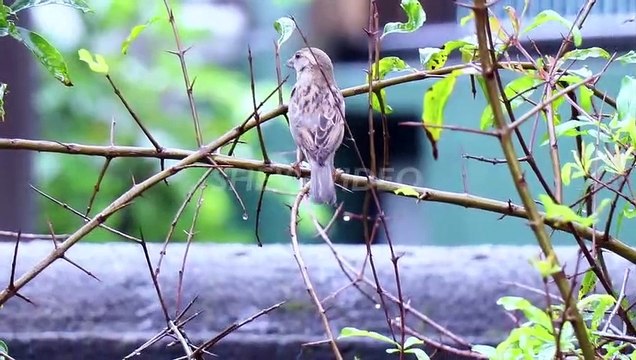 Masteran Belalang Raja VS Gereja Tarung Gacor Ngerol Tembakan Rapat Kasar Jernih Jeda Suara Air