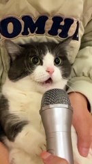 Cat doing karaoke