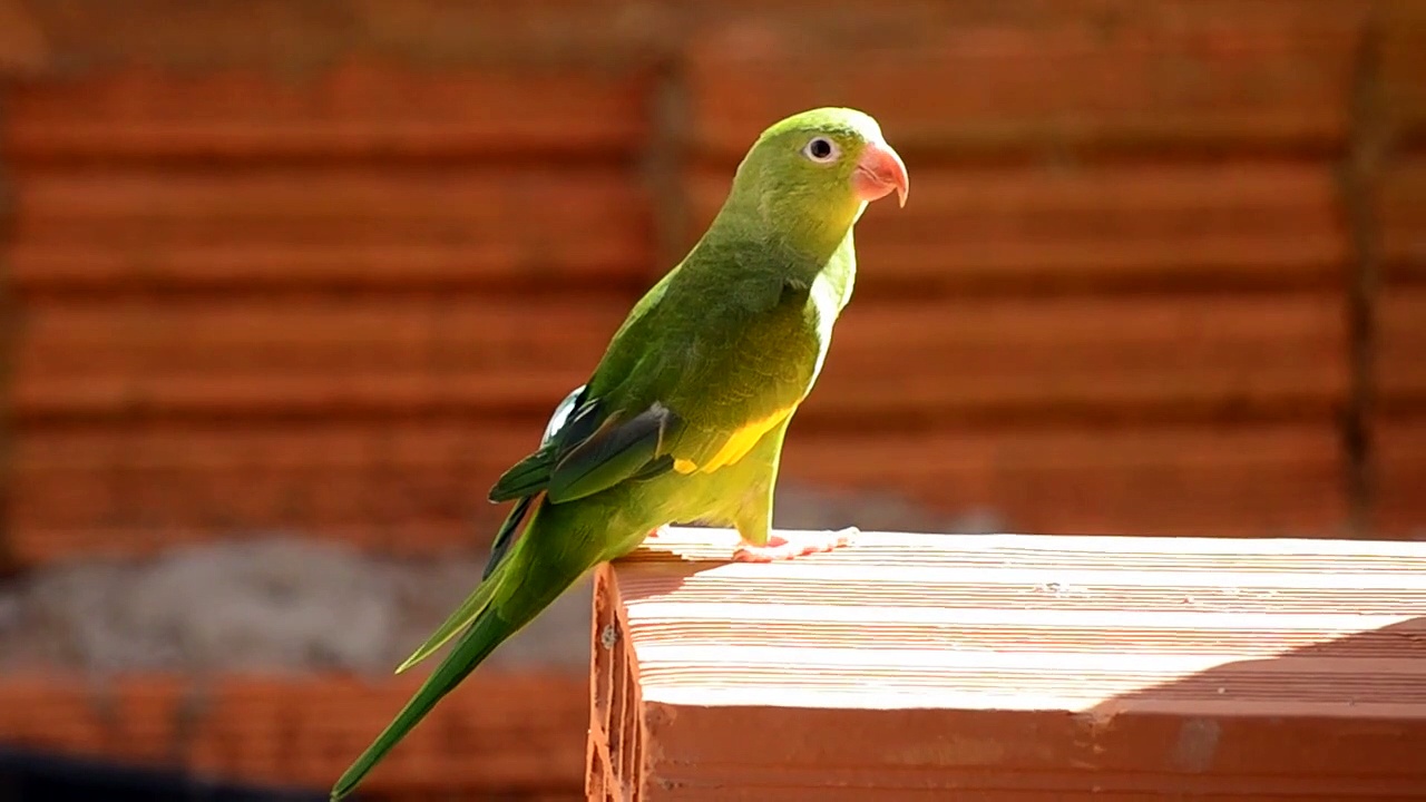 Cockatoo bird