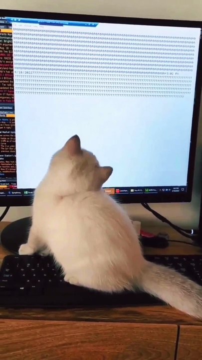 Cat sat on a keyboard.What's she writing?