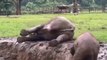 Elephant playing mud bath, Baby elephant mud bath (Crazy mud fun)