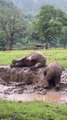Elephant playing mud bath, Baby elephant mud bath (Crazy mud fun)