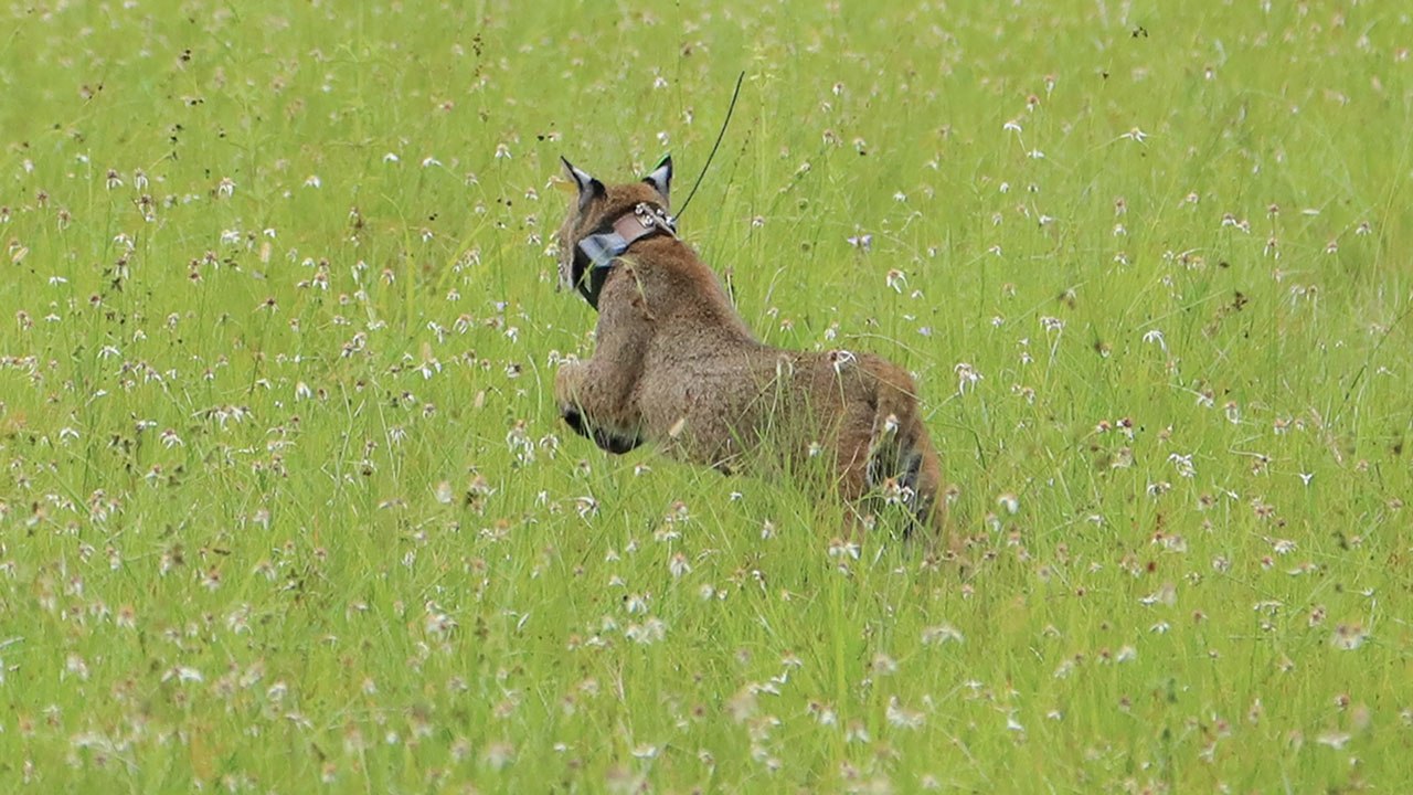 50th Bobcat To Be Set Free
