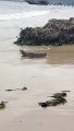 Jacaré é capturado com ajuda de retroescavadeira em praia de Florianópolis