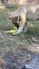 Kangal puppy try to eat its