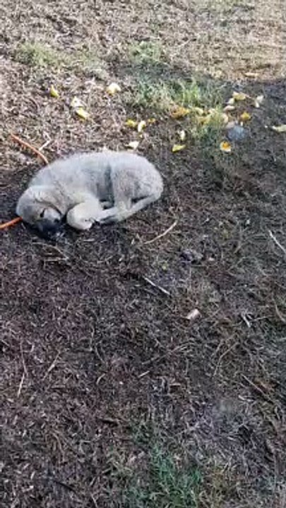 Puppy so sleepy