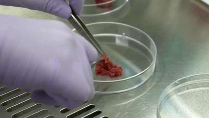 美 FDA 첫 승인 받은 배양육...우리 식탁에 오를 날은? / YTN