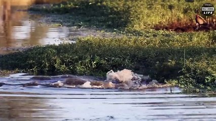 Look What Happens When The Wild Dog Steals The Crocodile's Prey