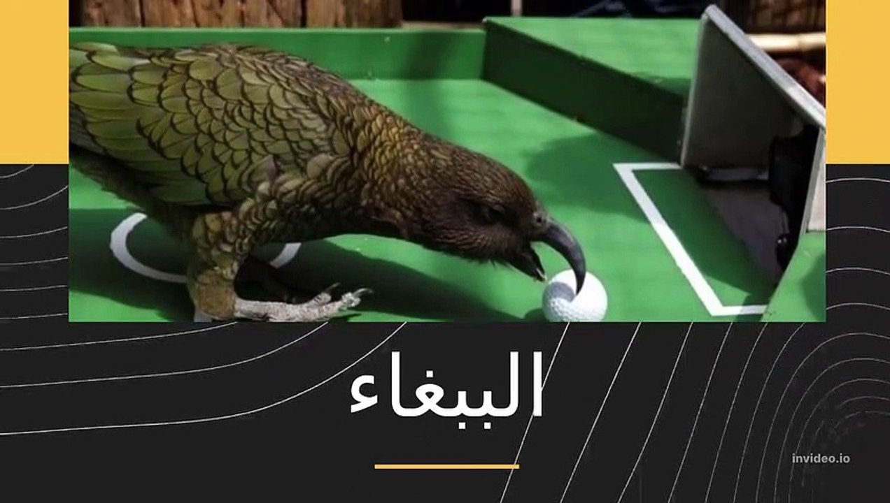 اجمل حيوانات اليفه للاطفال #Animals