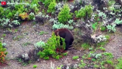 7 Brutal Moments Of Predatory Bears - Wild Animal Life