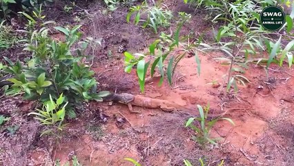 An Equal And Brutal Battle Between Lizards And Snakes
