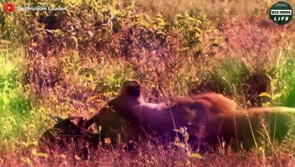 Baby Animal Panic And Pain When Attacked By Predator And The End   Wild Animal Life