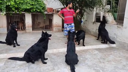 biggest German shepherds kennel in Punjab