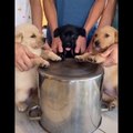 These Adorable Puppies Will Make Your Day Happy_ Cute Puppies