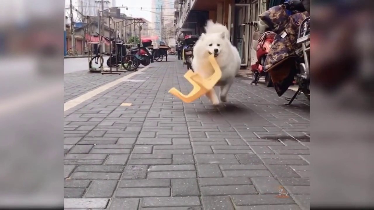 Baby Dogs - Cute and Funny Dog Videos Compilation #20 _ Aww Animals