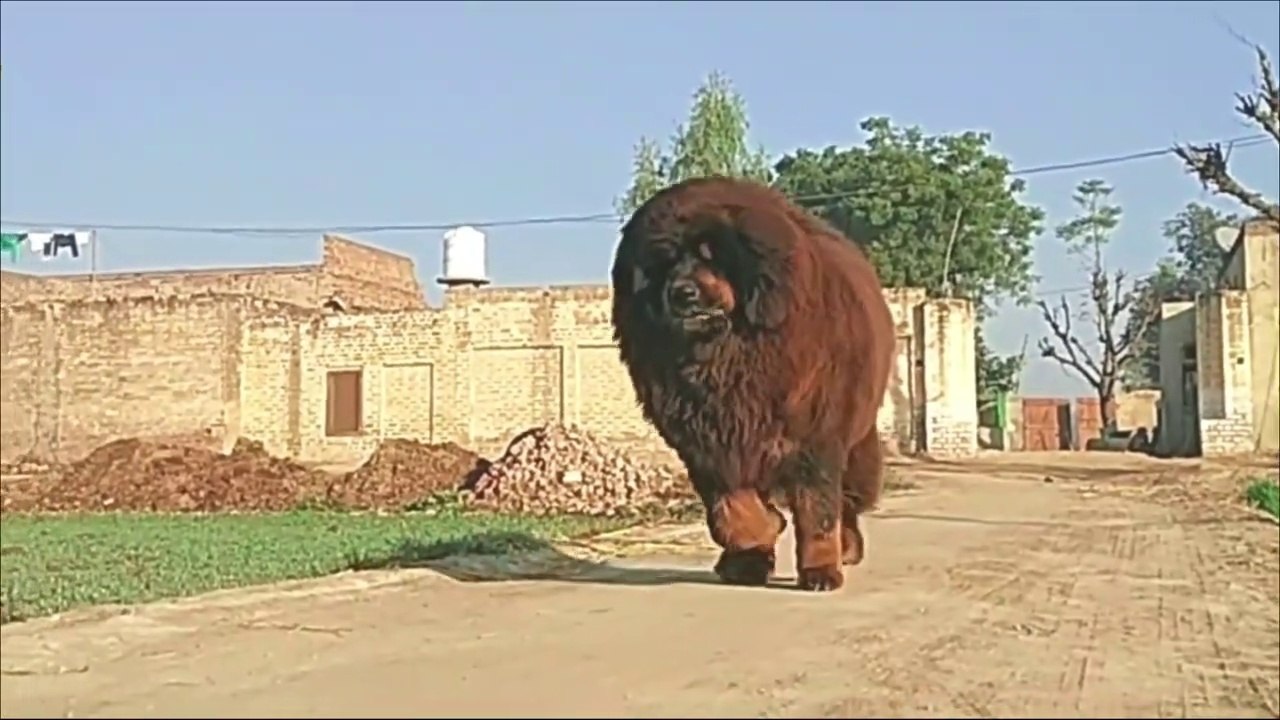 15 Most Expensive Dogs in the World