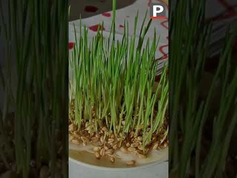 Sainte-Barbe : il est l'heure de planter le blé de l'Éspérance